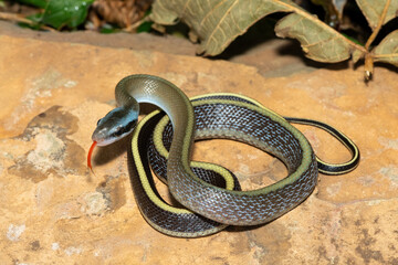 Ridley’s beauty snake (Orthriophis taeniurus ridleyi), also known as a Ridley’s beauty...