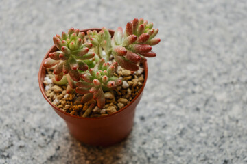 Young succulent plant Sedum rubrotinctum aurora variegata in a pot