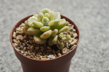 Young succulent plant Sedum clavatum variegata in a pot