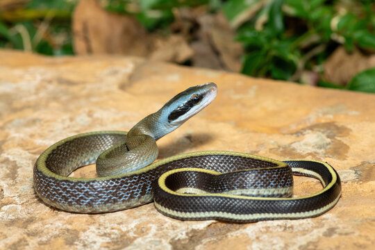 Ridley&rsquo;s beauty snake (Orthriophis taeniurus ridleyi), also known as a Ridley&rsquo;s beauty ratsnake, beauty ratsnake, cave dwelling ratsnake and cave racer. A non-venomous snake native to southeast Asia
