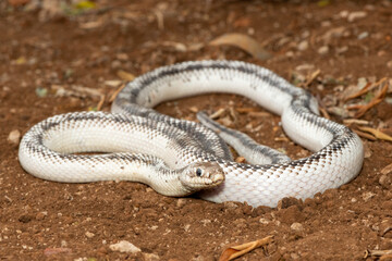 A beautiful white sided black ratsnake (Elaphe obsoletus obsoletus). A non-venomous colubrid snake native to the United States