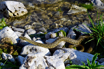 Würfelnatter // Dice snake (Natrix tessellata) - Ohridsee,  Albanien 