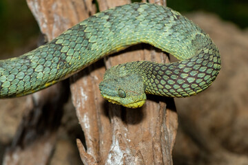 A beautiful Variable Bush Viper (Atheris squamigera), alert on a branch. A venomous viper endemic to central and west Africa