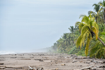 Transition jungle to ocean in Tortuguero