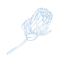 Tropical flower, hand drawn line art trendy protea flower