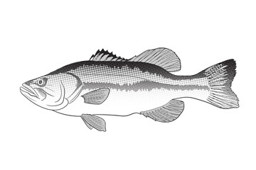 Halftone Largemouth Bass Fish