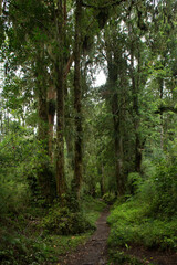 Evergreen beech forest near foot of Andes mountains, Patagonia, Argentina, South America, chile