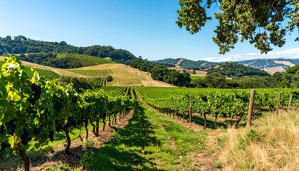 Fototapeta premium Summer landscape of green vineyards and fields in the countryside of Tuscany, Italy, and France with ripe grapes on the vines