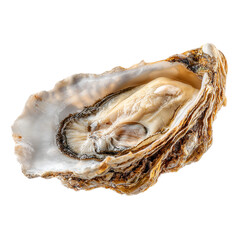 Sea shell isolated on transparent background background