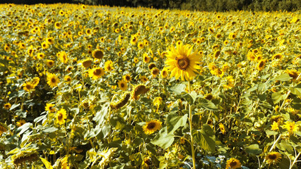 Blooming sunflower field with one prominent flower in focus