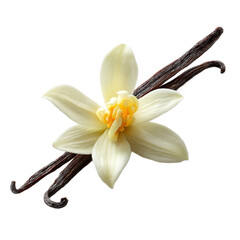 Vanilla beans and flower isolated on transparent background