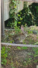 Wild rabbit sitting quietly under green ivy near a rustic wooden fence. Concept of wildlife tranquility, innocence and natural camouflage