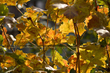 colorful autumn leaves in vineyard