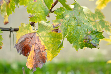 colorful autumn leaves in vineyard