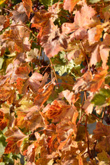 colorful autumn leaves in vineyard