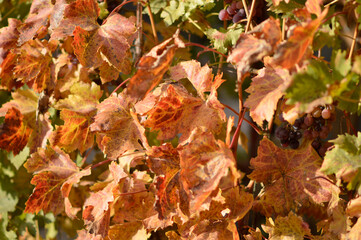 colorful autumn leaves in vineyard