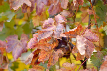 colorful autumn leaves in vineyard