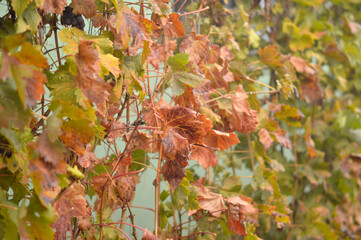 colorful autumn leaves in vineyard