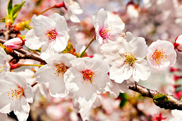 Beautiful Cherry Blossom in Full Bloom During Spring. close-up of cherry blossom flowers in full bloom, showcasing delicate white and pink petals with vibrant stamens. Spring atmosphere, seasonal beau