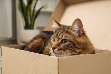 Cute cat lying in cardboard box at home, closeup