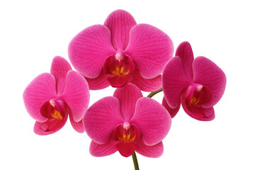 Obraz premium Delicate pink orchid blossoming, soft petals unfurling against transparent backdrop, revealing botanical elegance