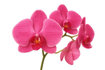 Fototapeta premium Pink phalaenopsis orchid flowers blooming on a transparent background, perfect for design projects