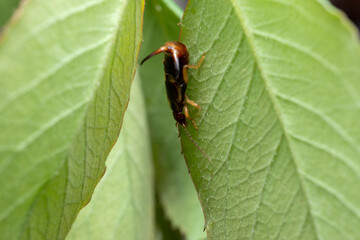 Earwig bug on a leaf