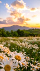 A field of daisies at sunset