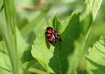 Gemeine Blutzikade - Black-and-red froghopper