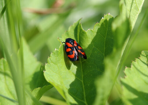 Gemeine Blutzikade - Black-and-red froghopper