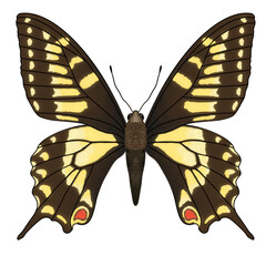 ㅎ. 호랑나비, 과슈