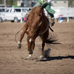 Bareback Bucking Bronc Riding At Country Rodeo
