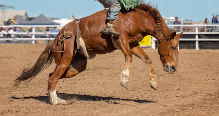 Bareback Bucking Bronc Riding At Country Rodeo