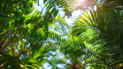 Fototapeta premium The Lush Palm Leaves Bathed in Bright Sunlight Creating a Tropical Canopy