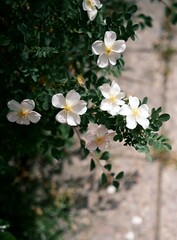 Wild white flowers on a green bush with natural stone background, perfect for tourism ads and interior design inspiration.