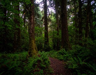 Obraz premium Lush forest path with glowing insects