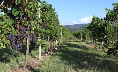Naklejka premium Row of Merlot vineyard in September with mountains on background.