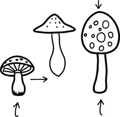 Diagram comparing growth stages of a mushroom.
