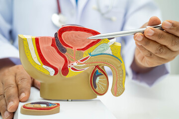 Male reproductive system, Asian doctor holding human anatomy model for study diagnosis and treatment in hospital.