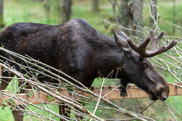 Elch und Bison in Schweden