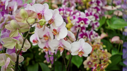 Orchid blooms in vibrant garden setting displaying colorful floral array outdoors in amsterdam netherlands