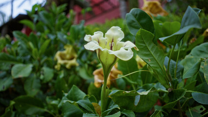 Solandra maxima, commonly known as cup of gold flower, blooming vibrantly outdoors in a lush garden...