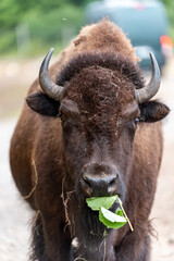 Elch und Bison in Schweden