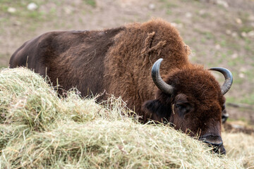 Elch und Bison in Schweden