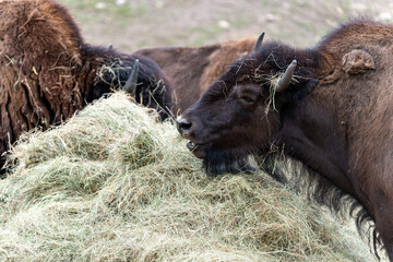 Elch und Bison in Schweden