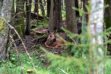 Elch und Bison in Schweden