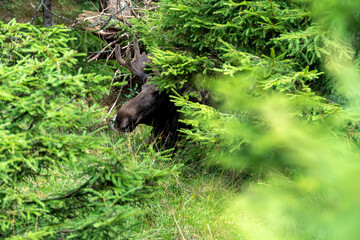 Elch und Bison in Schweden