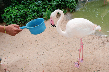 pink flamingo in the sand