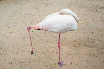 pink flamingo on the beach