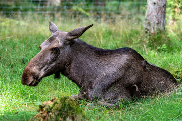 Elch und Bison in Schweden